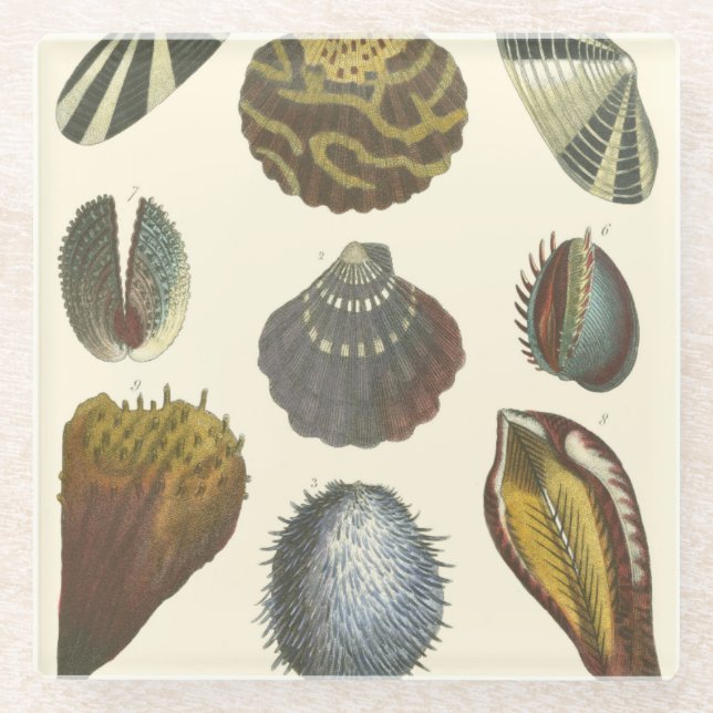 Conchology Collection Glass Coaster (Front)