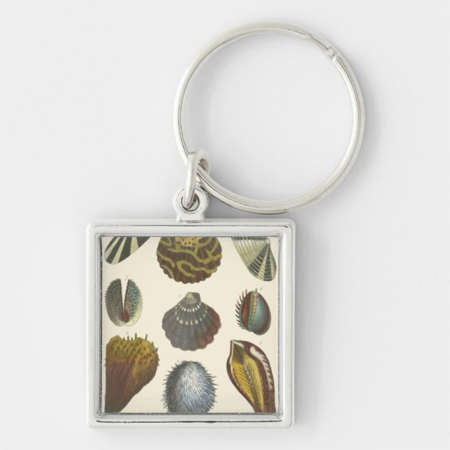Conchology Collection Key Ring (Front)