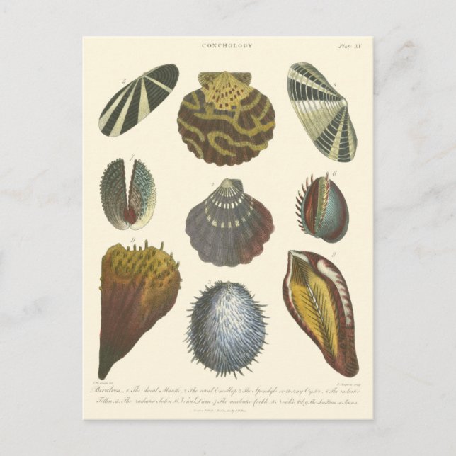 Conchology Collection Postcard (Front)