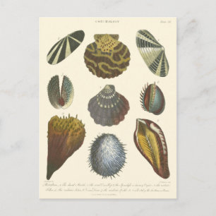 Conchology Collection Postcard
