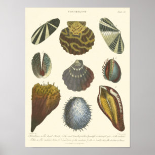 Conchology Collection Poster