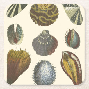 Conchology Collection Square Paper Coaster