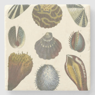 Conchology Collection Stone Coaster