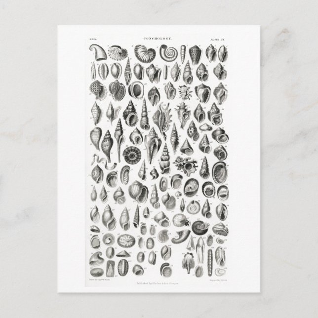 CONCHOLOGY FOSSILS ANIMAL CHART POSTCARD (Front)