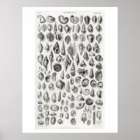 CONCHOLOGY FOSSILS (SHELLS) ANIMAL CHART POSTER
