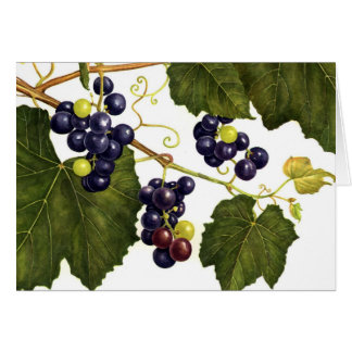 Concord Grapes