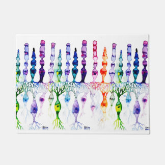 Cone cells rod cells and bipolar neurond of retina doormat