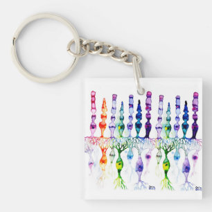 Cone cells rod cells and bipolar neurond of retina key ring