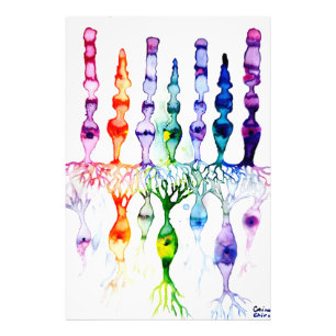 Cone cells rod cells and bipolar neurond of retina photo print