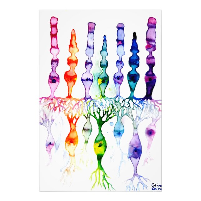 Cone cells rod cells and bipolar neurond of retina photo print (Front)