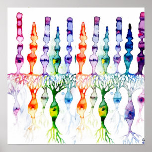 Cone cells rod cells and bipolar neurond of retina poster