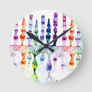 Cone cells rod cells and bipolar neurond of retina round clock
