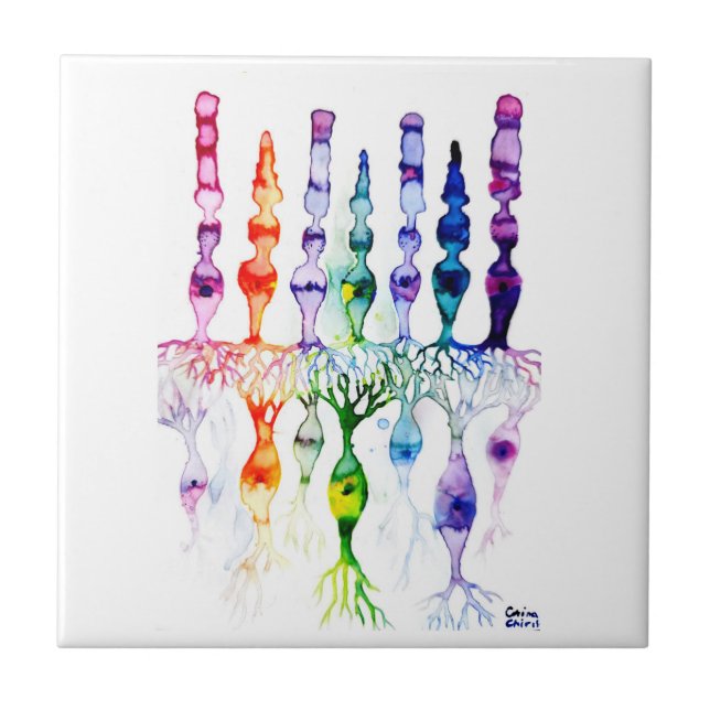 Cone cells rod cells and bipolar neurond of retina tile (Front)