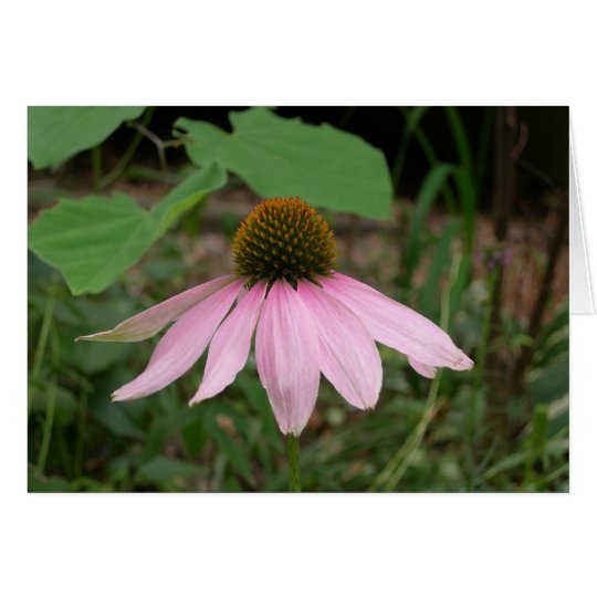 Cone Flower Card