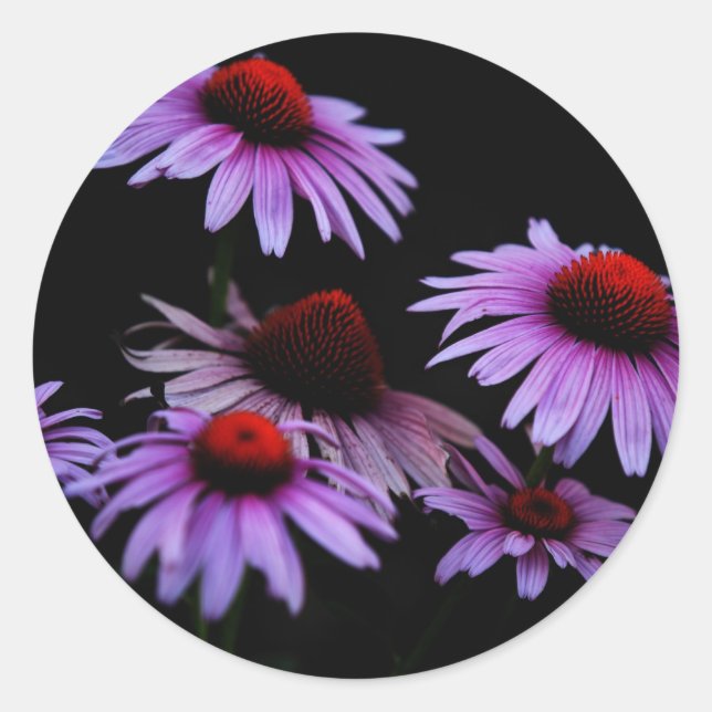 Cone flower classic round sticker (Front)