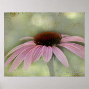 Cone Flower Poster
