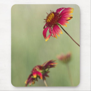 Cone Flowers beginning to bloom Mouse Mat