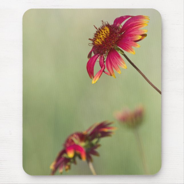 Cone Flowers beginning to bloom Mouse Mat (Front)