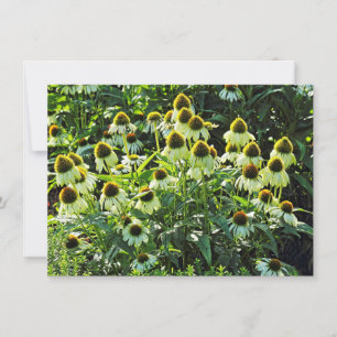 Cone Flowers, Bute Park, Cardiff, Wales Card