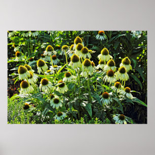 Cone Flowers,  Bute Park, Cardiff, Wales Poster