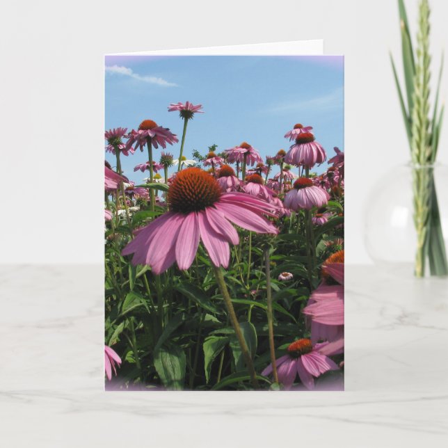 Cone Flowers Greeting Card (Front)