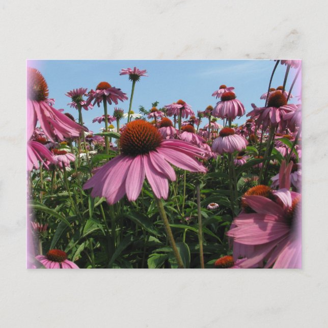 Cone Flowers Postcard (Front)