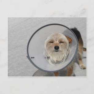 Cone Head Postcard
