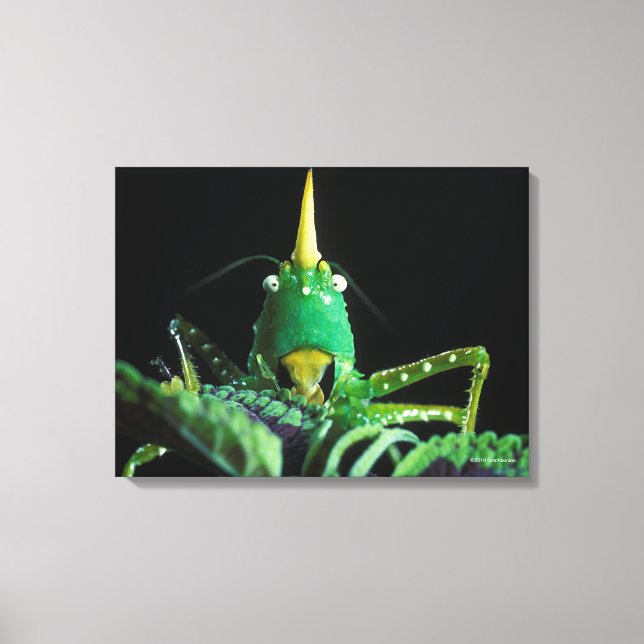 Cone-Headed Grasshopper Canvas Print (Front)