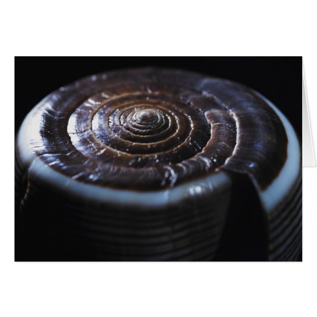 Cone shell (Front Horizontal)