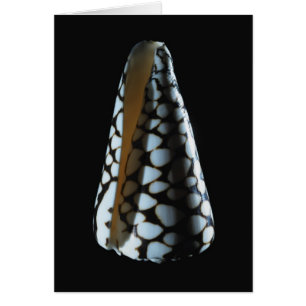 Cone shell 2