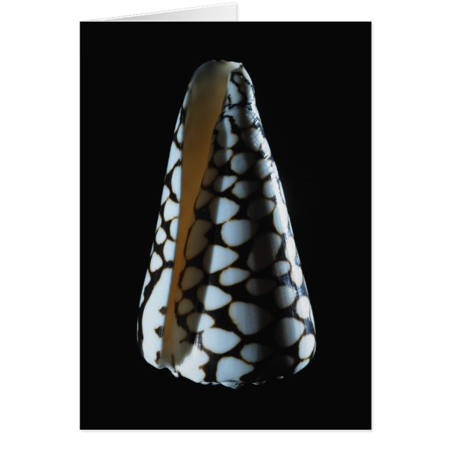 Cone shell 2 (Front)