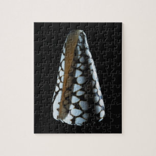 Cone shell 2 jigsaw puzzle