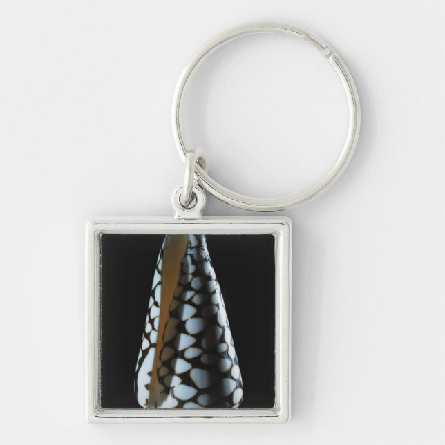 Cone shell 2 key ring (Front)