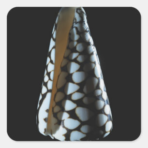 Cone shell 2 square sticker