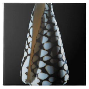 Cone shell 2 tile