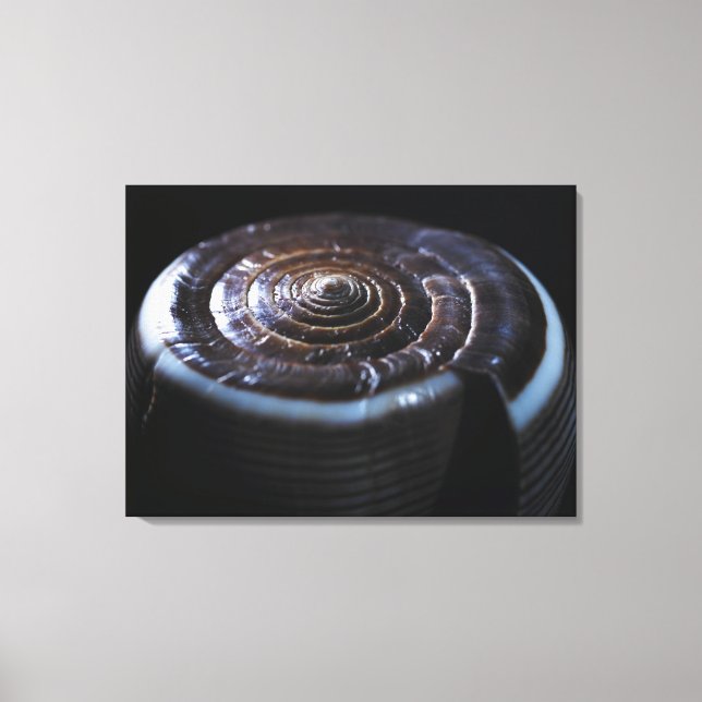 Cone shell canvas print (Front)