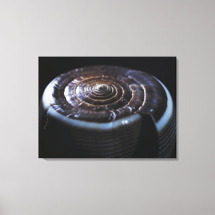 Cone shell canvas print