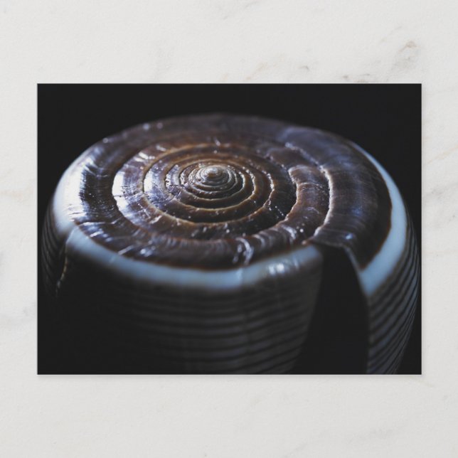 Cone shell postcard (Front)