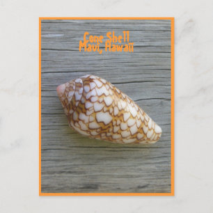 Cone Shell Postcard