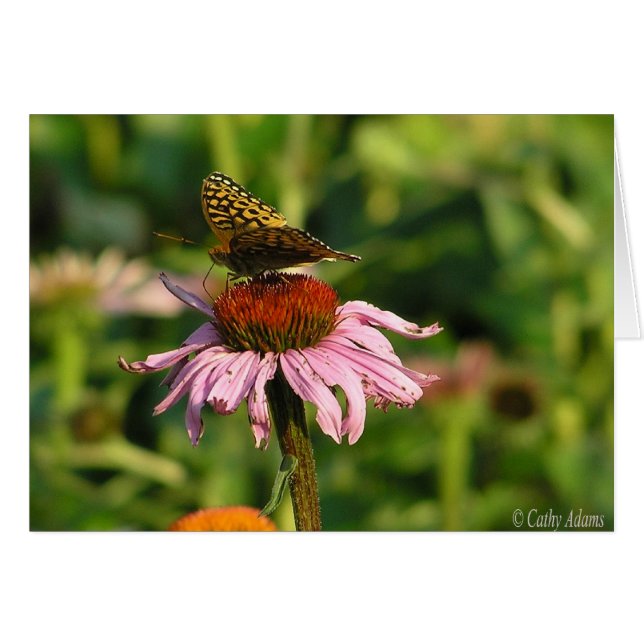 Coneflower (Front Horizontal)