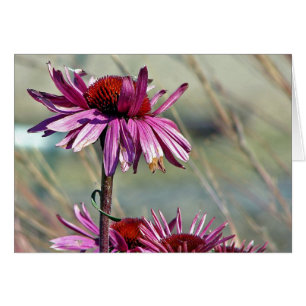 Coneflower
