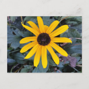 Coneflower 1 - educatedbrainfart postcard