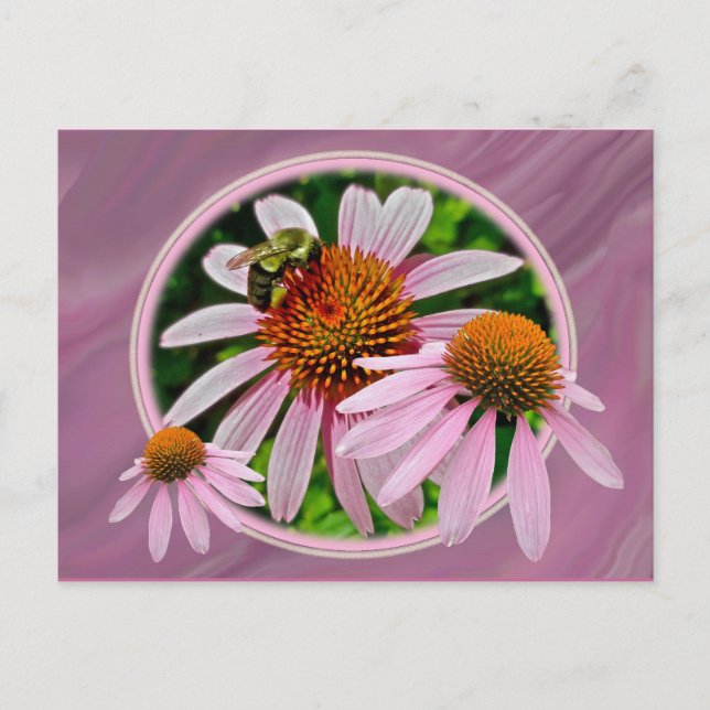Coneflower and Bee Postcard (Front)
