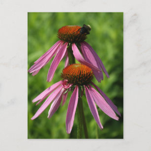 Coneflower and Bee Postcard