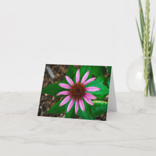 Coneflower Beauty Thank You Card