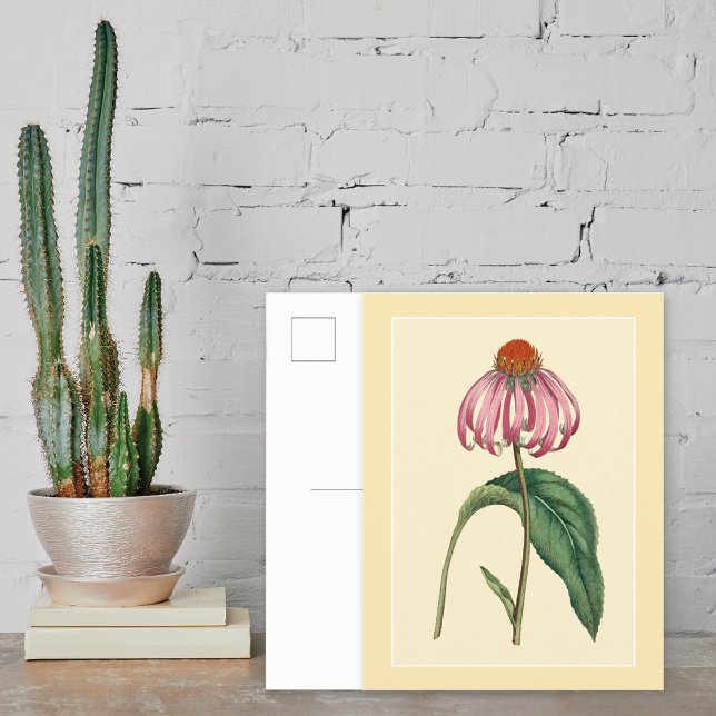 Coneflower Botanical Illustration Postcard (Creator Uploaded)