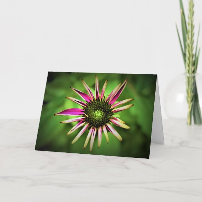 Coneflower, card (Front)