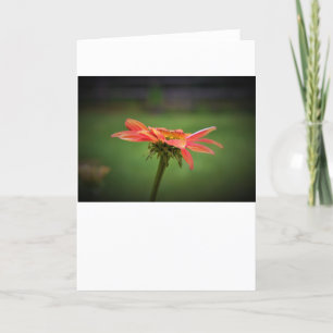 Coneflower, card