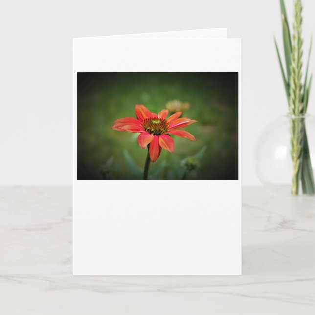 Coneflower, card (Front)
