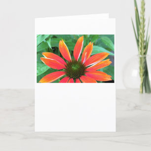 Coneflower, card
